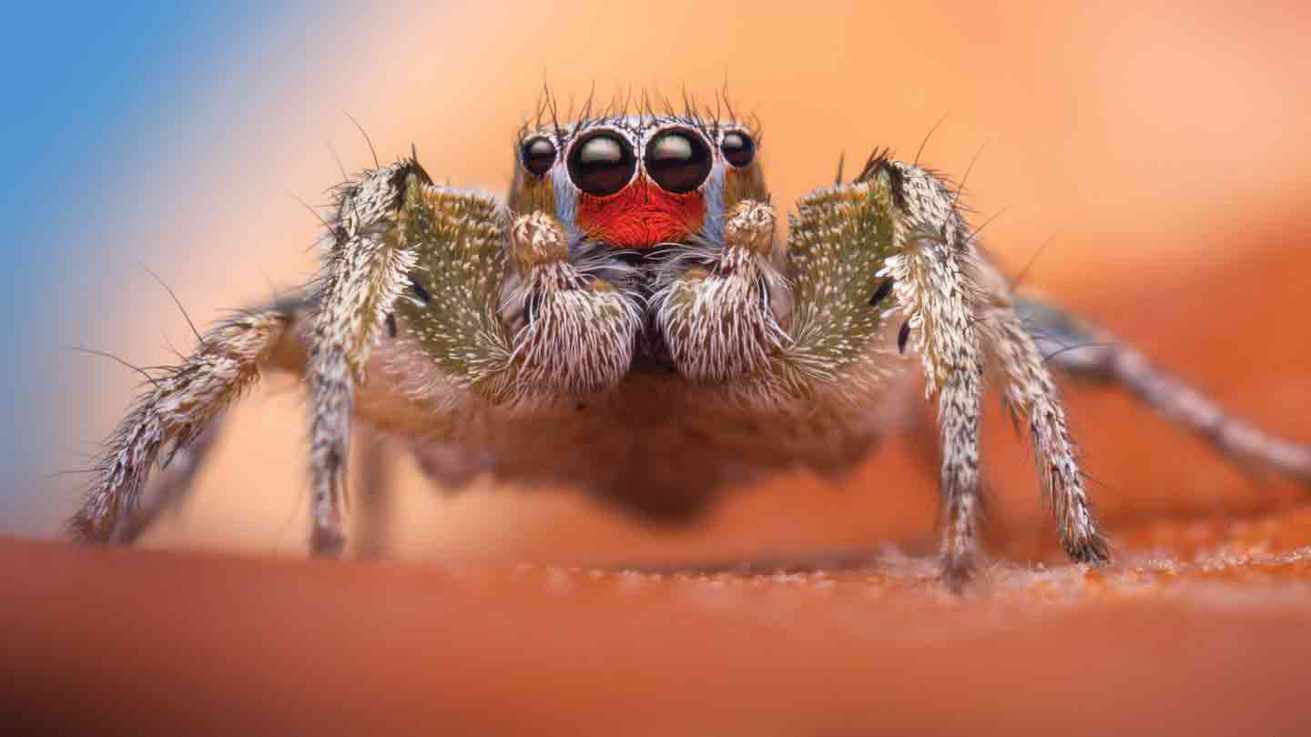 See The World Through A Jumping Spiders Eyes And Other Senses