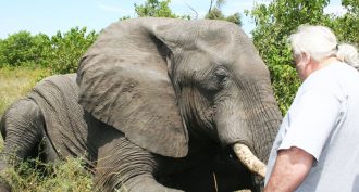 Engineers surprised by the power of an elephant's trunk