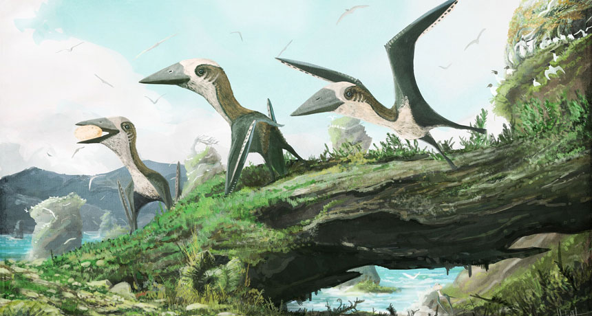 Tiny pterosaurs untimely end