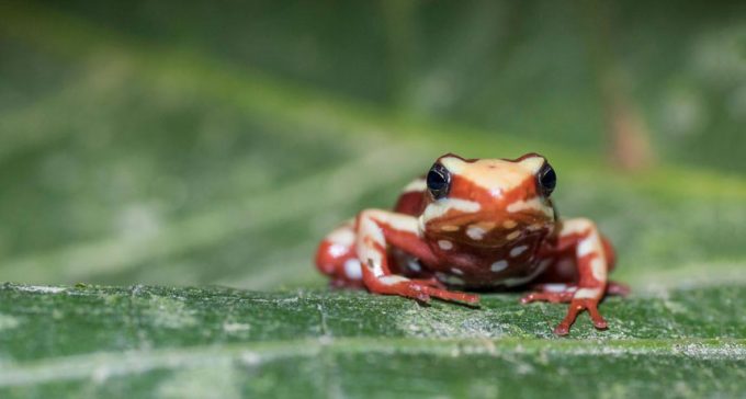 How these poison frogs avoid poisoning themselves