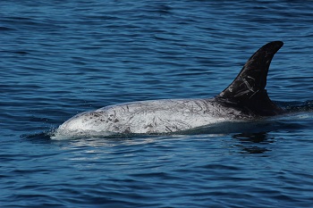 The social lives of whales