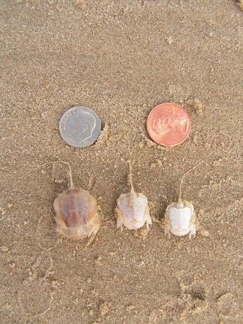 sand crabs or experiments