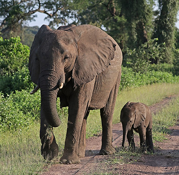 350_(Loxodonta_africana)_female_elephant_with_six-week-old_baby.png