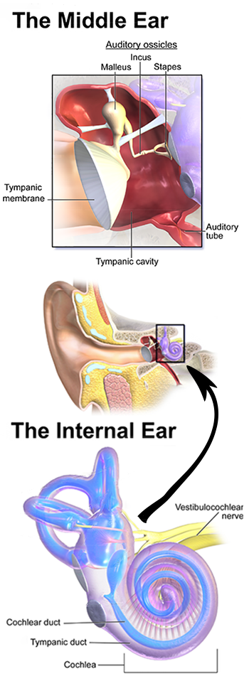 350_combined_inner_outer_ear.png
