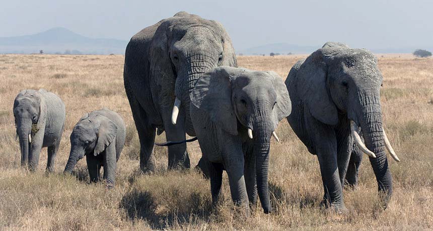 Elephants appear to be super sniffers