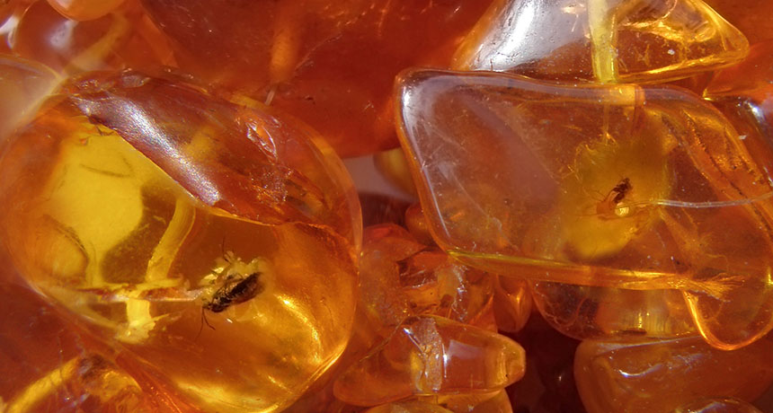 About Baltic amber, About Fossil resin