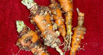 carrot gall