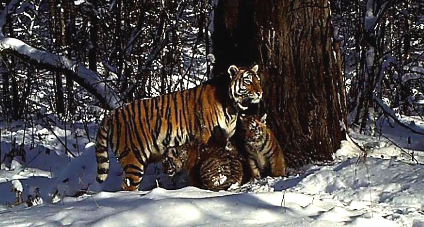 Picture This: Rare tiger becomes mom