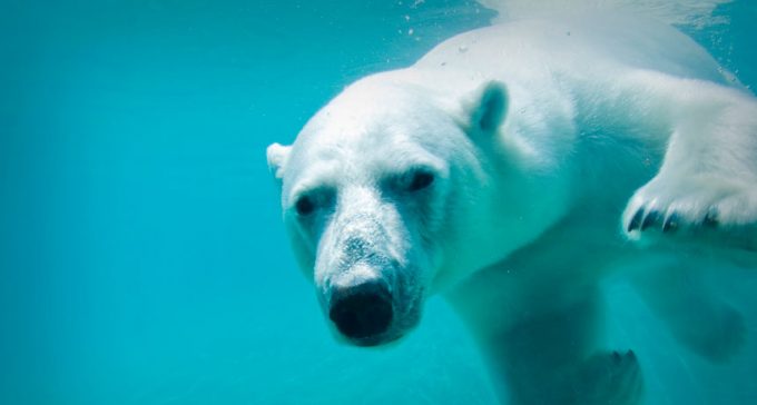 Polar bears swim for days as sea ice retreats