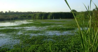 wetland