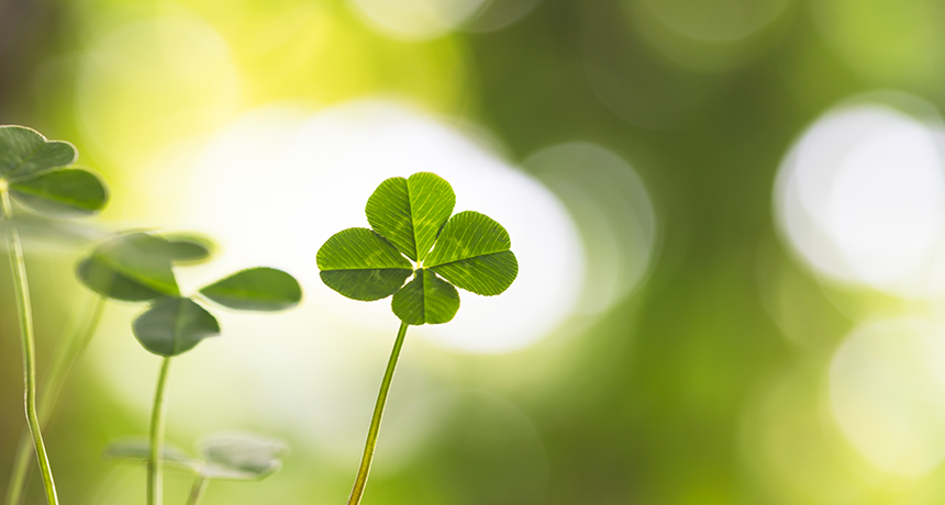 Why are four-leaf clovers lucky and what should you do if you actually find  one?