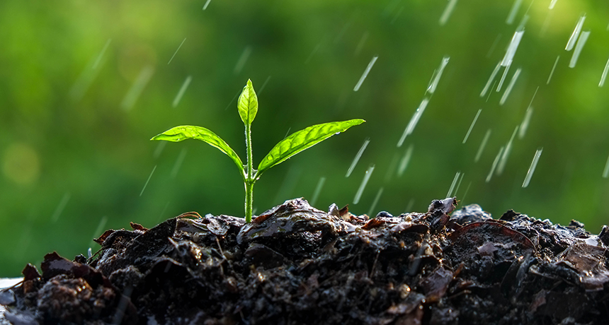 Scientists Say Petrichor