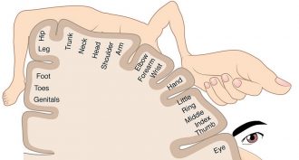 sensory cortex