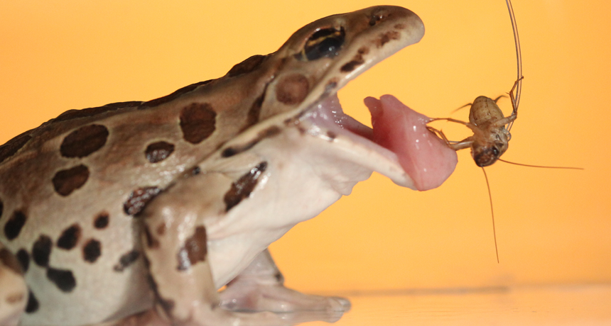 https://www.snexplores.org/wp-content/uploads/2019/11/860_main_frog_tongue.png