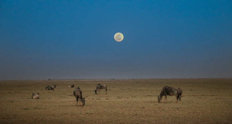 Questions For ‘The Moon Has Power Over Animals’ | Science News Explores