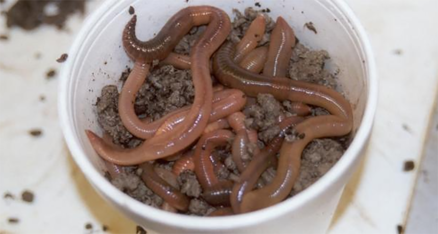 Tiny earthworms' big impact