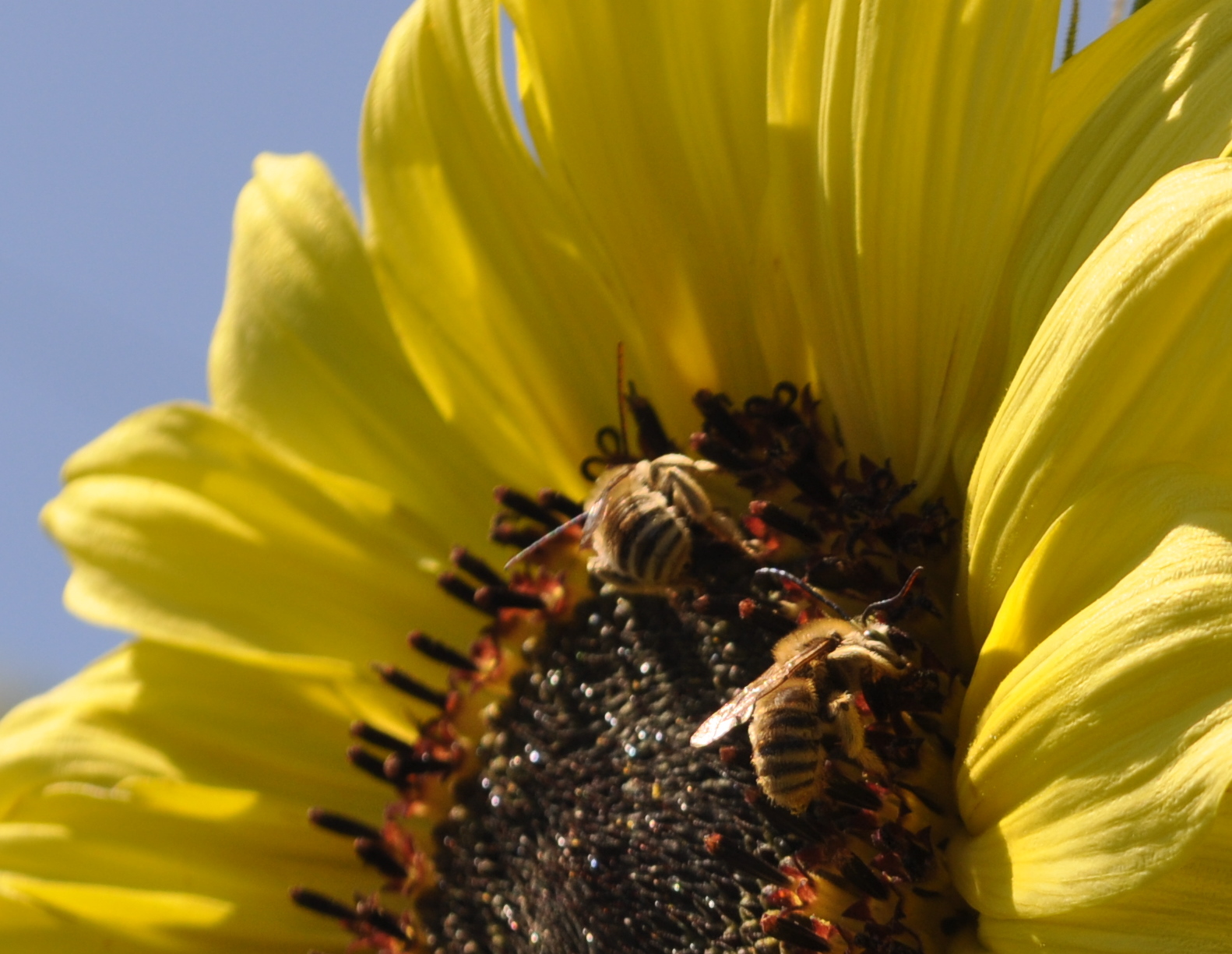 Why are bees vanishing?