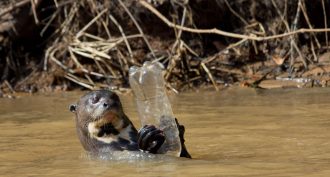 otter plastic