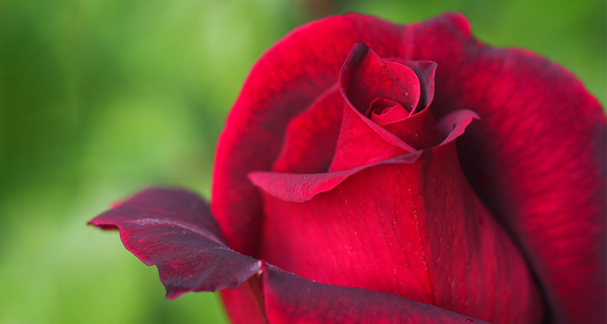Secret to rose scent surprises scientists