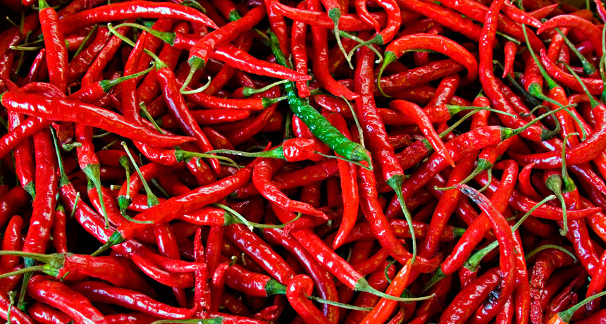 The cool science of hot peppers