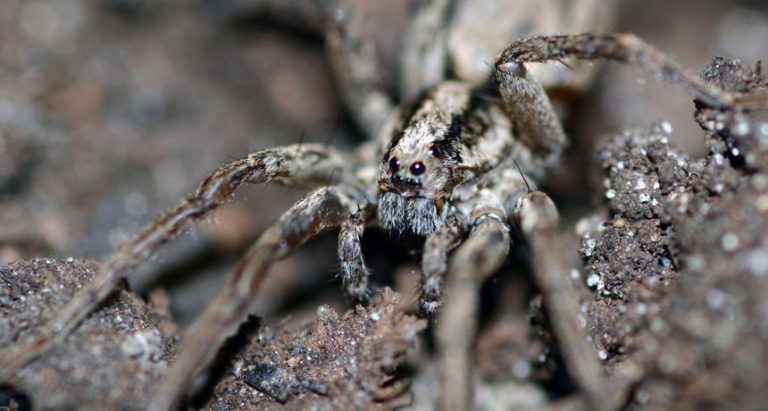 See the world through a jumping spider’s eyes — and other senses