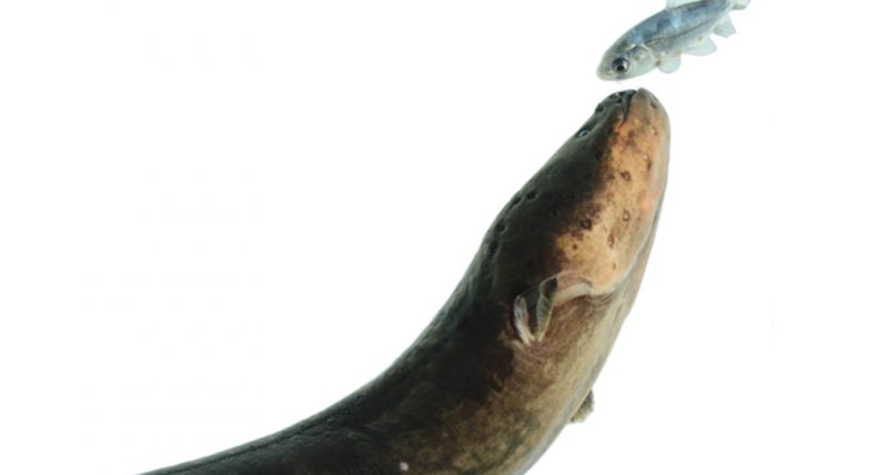 Electric eels get on their prey’s nerves