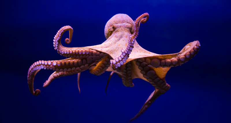 Scientists Say Octopod