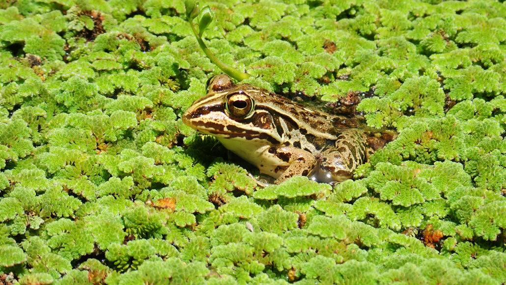 frog catching prey