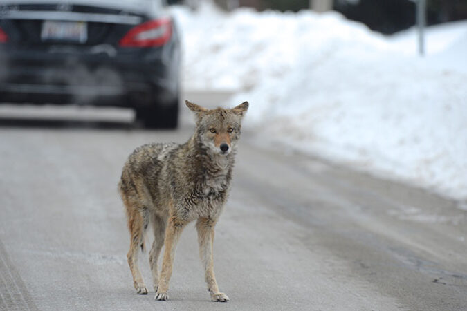 Are Coyotes Moving Into Your Neighborhood?