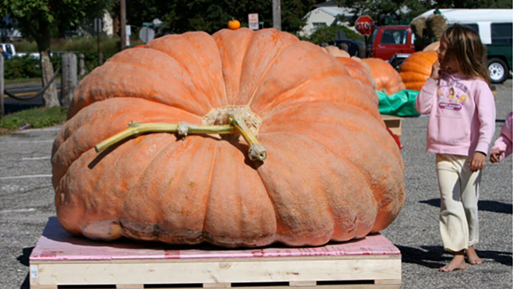 Here s How Giant Pumpkins Get So Big