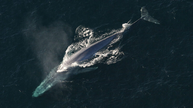 an aerial photo looking down at a blue whale surfacing