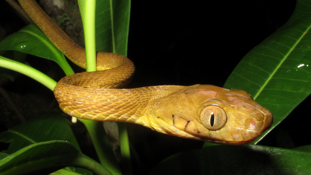 Can snakes spirally climb upwards in a pipe? - Quora