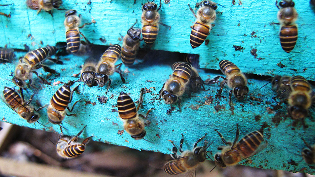 Honeybees fend off deadly hornets by decorating hives with poop