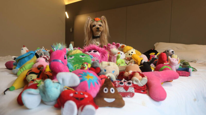 a small dog sitting on a pile of toys