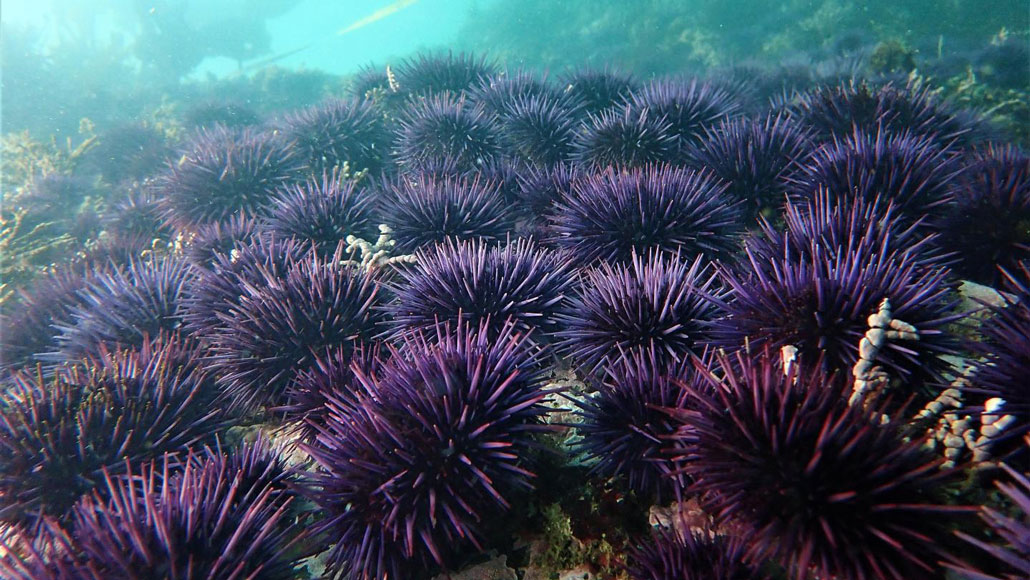 Sunflower sea stars could heal ocean deserts