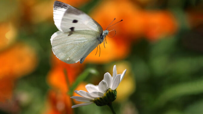 Butterflies use jet propulsion for quick getaways