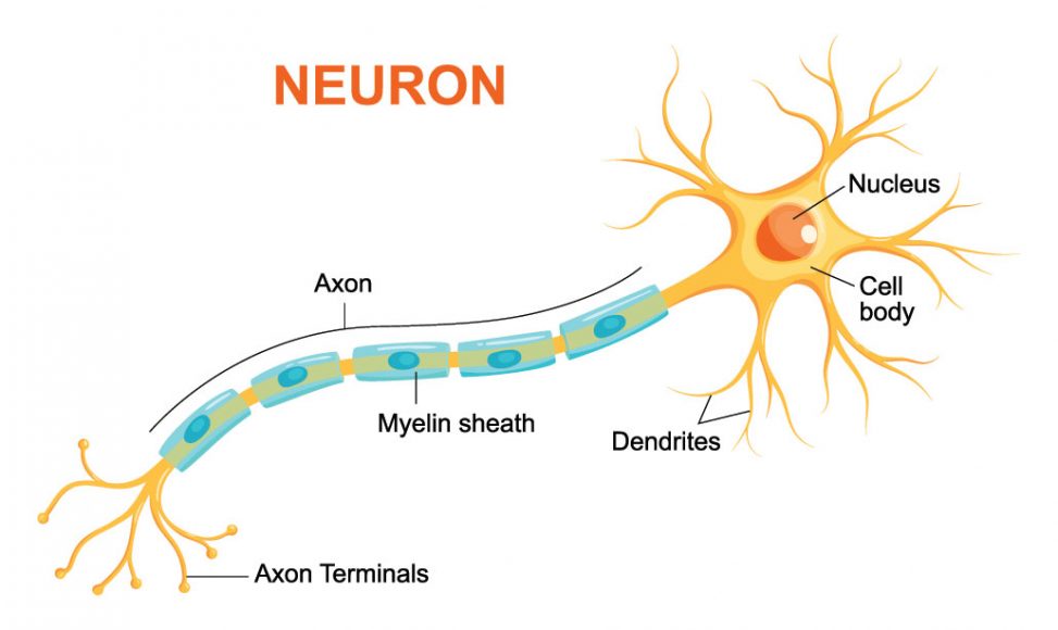 Explainer: What is a neuron?