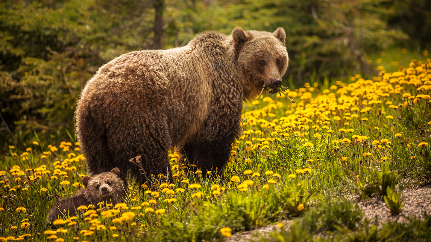 explainer-black-bear-or-brown-bear