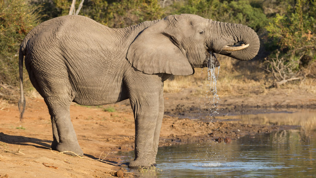 How Much Water Does an Elephant Drink  