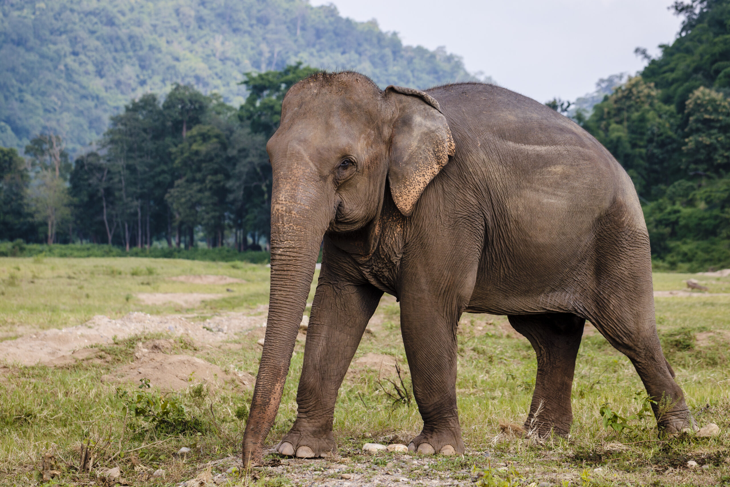 Will the woolly mammoth return?