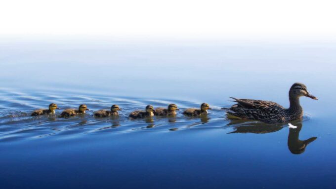 mallard ducklings swimming behind a mother duck