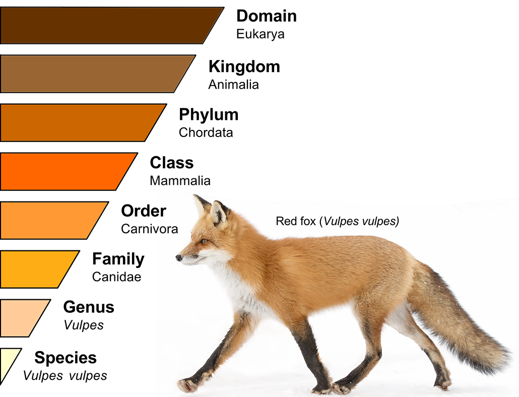 What biologists call a species is becoming more than just a name