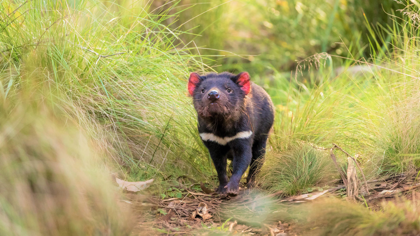 Tasmanian Devils' best hope for survival could rest on being less
