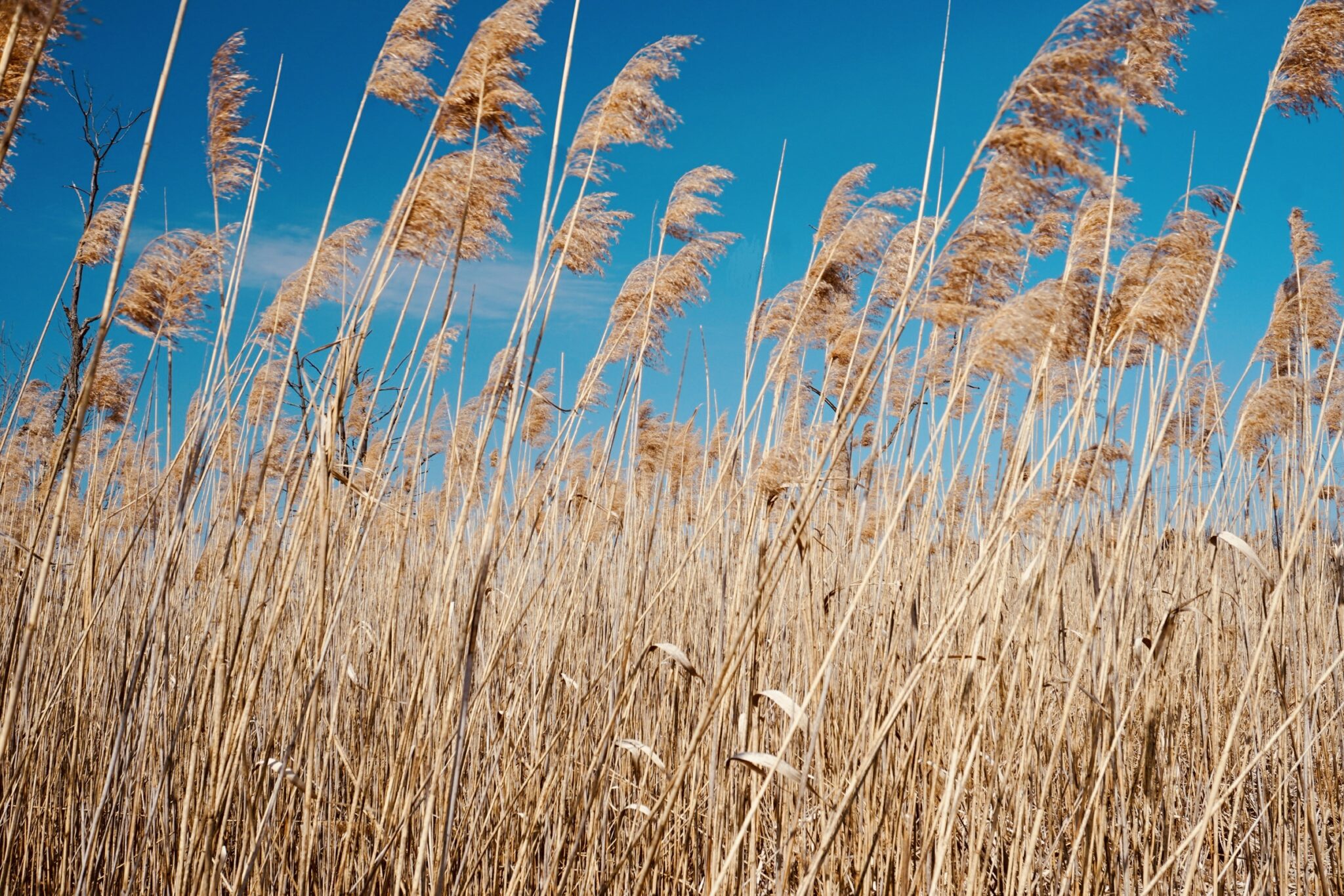 Explainer: What is an invasive species?