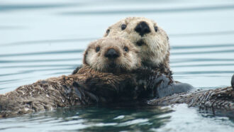 two otters floating on the surface of water