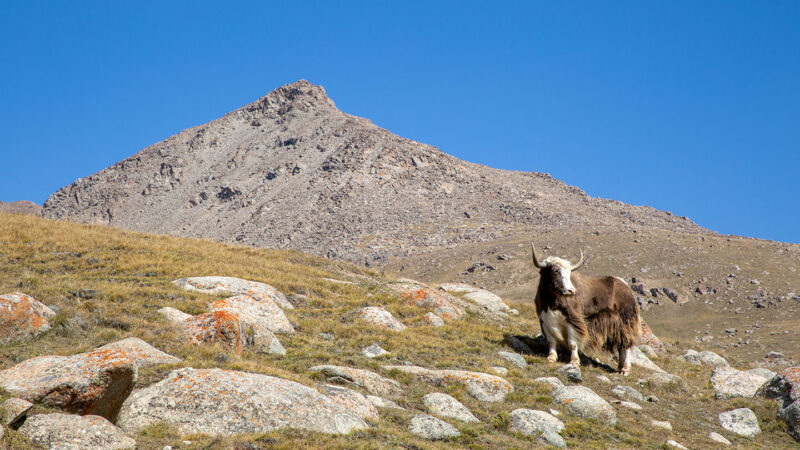 a photo of a yak standing on a hilly slope in front of a mountain peak. The sky is perfectly blue and clear of clouds