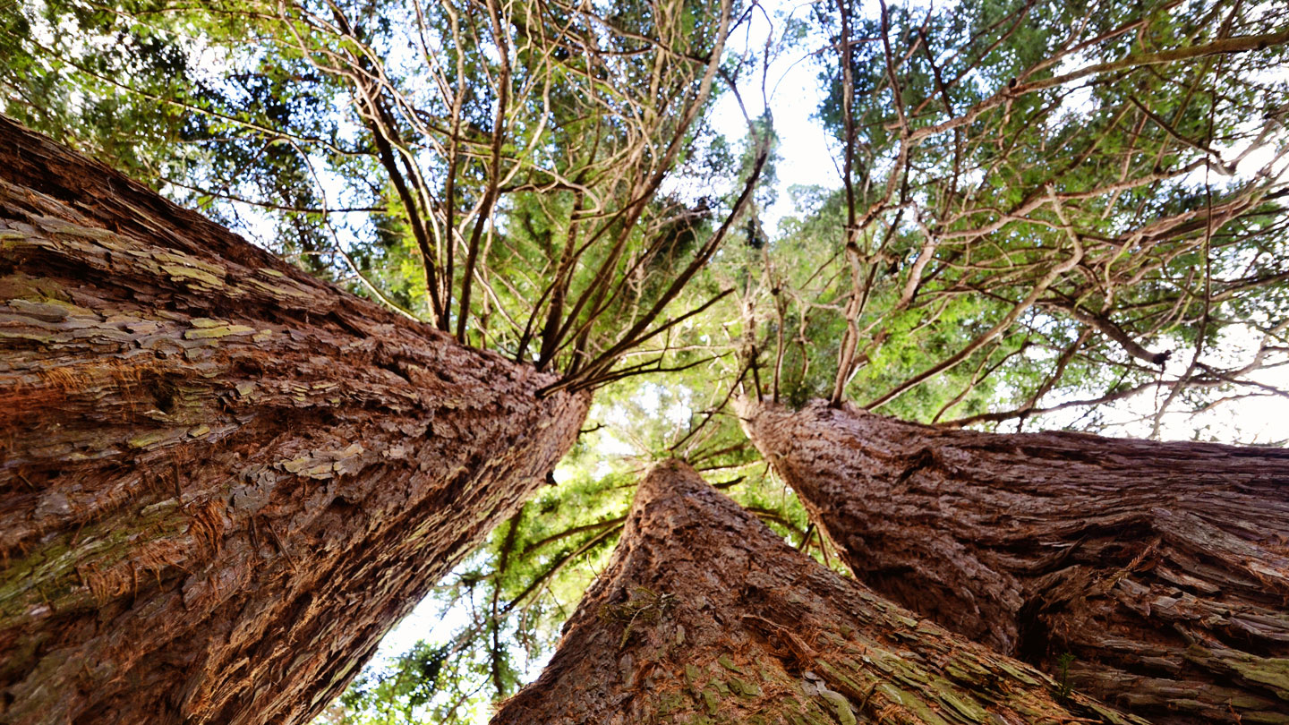 redwood trees leaves
