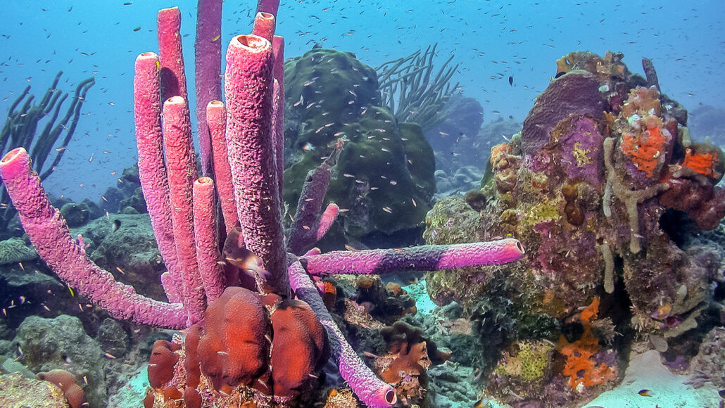 Sea sponges spew slow-motion snot rockets to clear out their pores