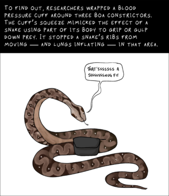 How boa constrictors squeeze their prey without strangling themselves