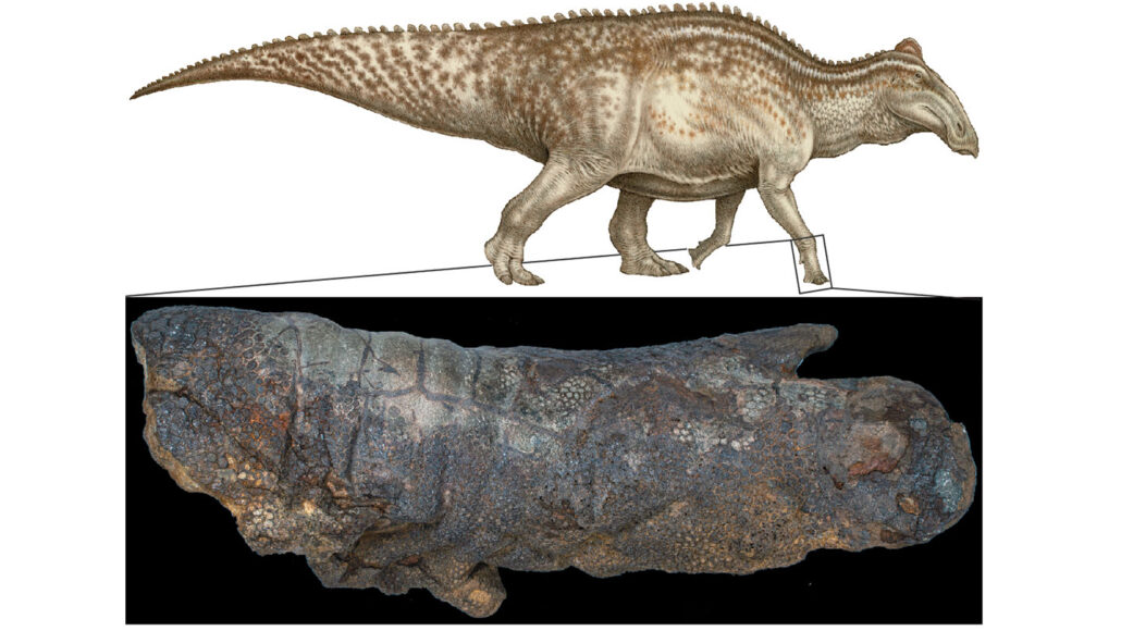Dinosaur Mummies May Not Be As Rare As Once Thought